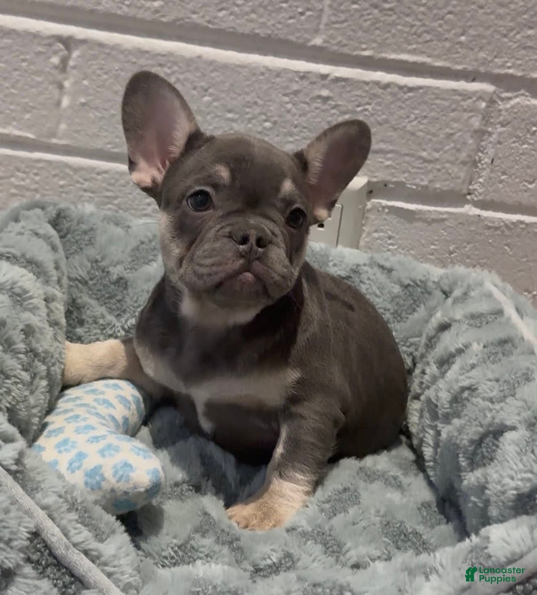 French Bulldog dogs for sale: Aurora - Image 1