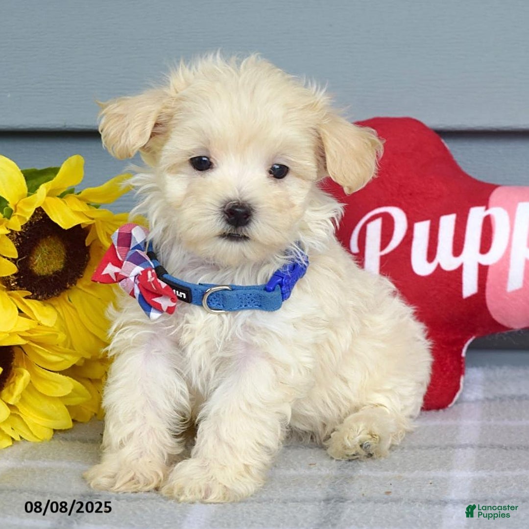 Maltipoo dogs for sale: Mason - Image 2