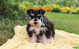 Miniature Schnauzer dogs for sale: Denver - Image 20