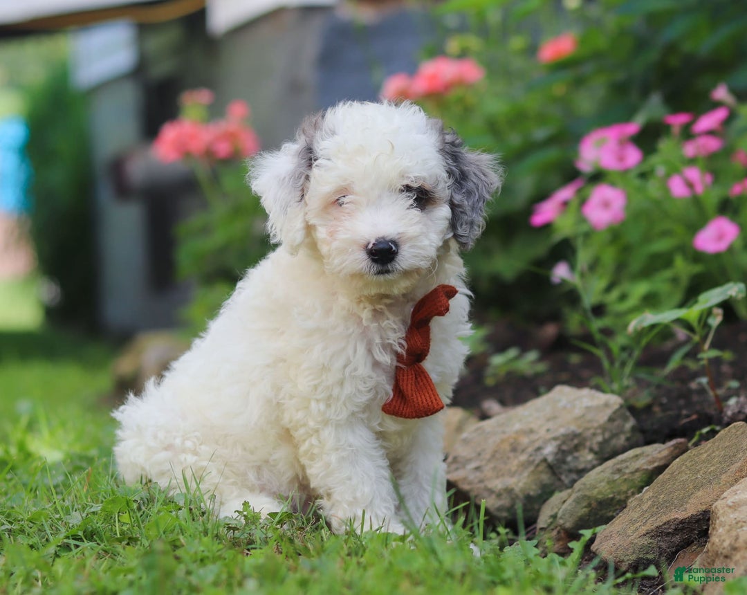 Mini Aussiedoodle dogs for sale: Diamond - Image 7