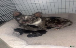 French Bulldog dogs for sale: Cocky - Image 4