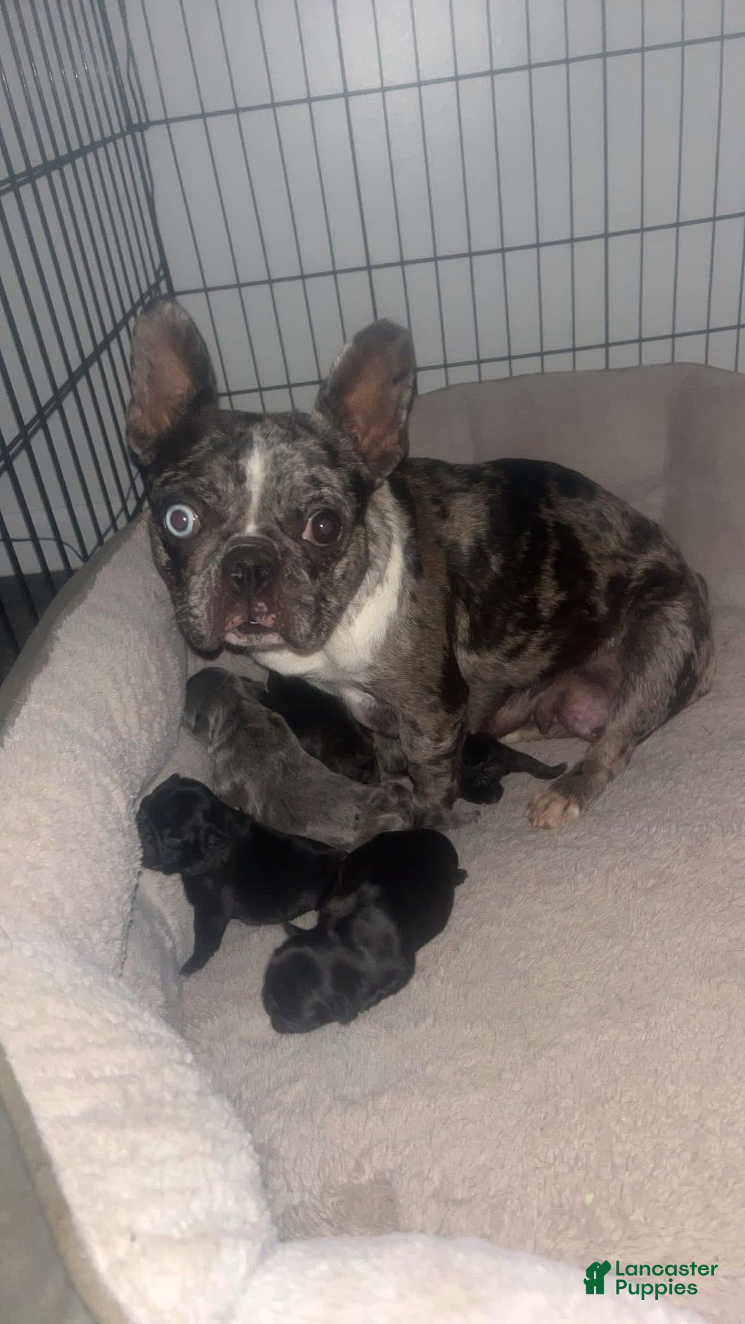 French Bulldog dogs for sale: Cocky - Image 4