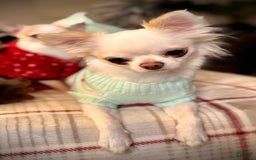 Chihuahua dogs for sale: Brody - Image 10