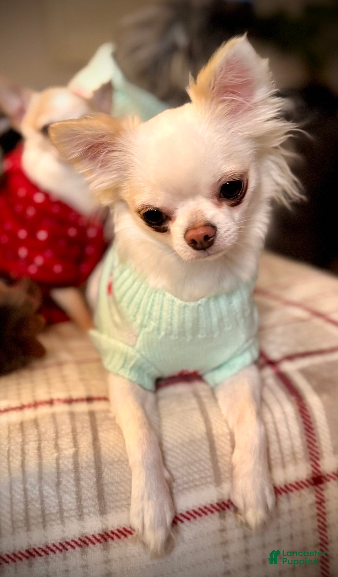 Chihuahua dogs for sale: Brody - Image 10