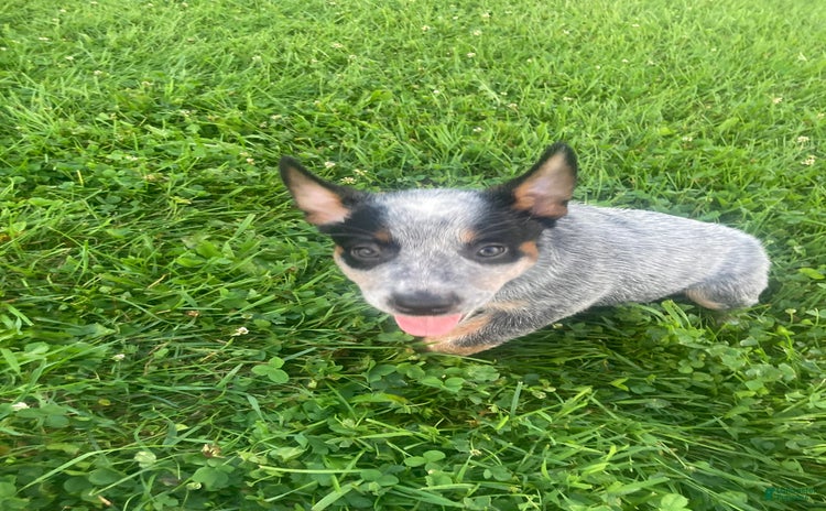 Australian Cattle Dog dogs for sale - Ad 3