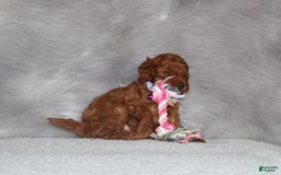Mini Goldendoodle dogs for sale: Cami - Image 4