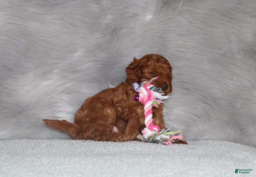 Mini Goldendoodle dogs for sale: Cami - Image 4