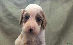 Cavapoo dogs for sale: Woody - Image 4