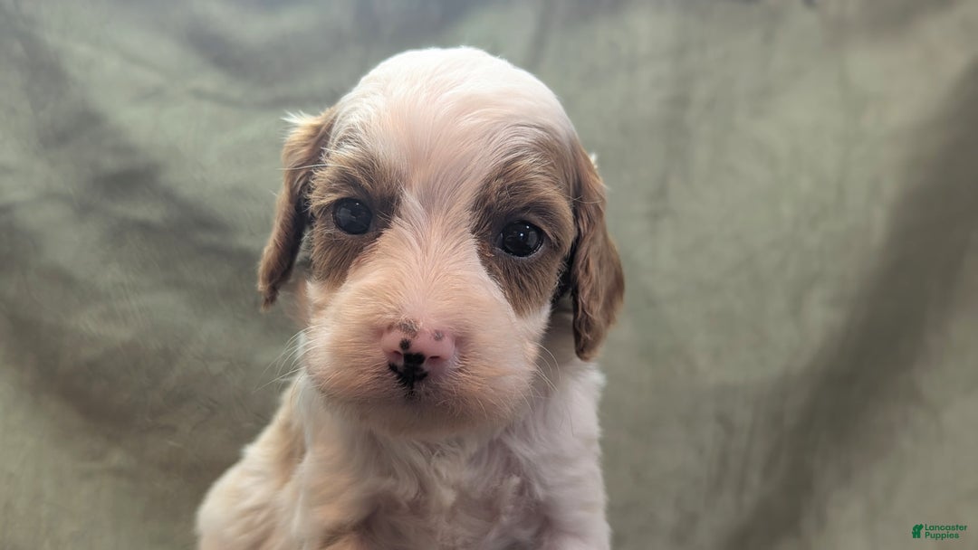 Cavapoo dogs for sale: Woody - Image 4