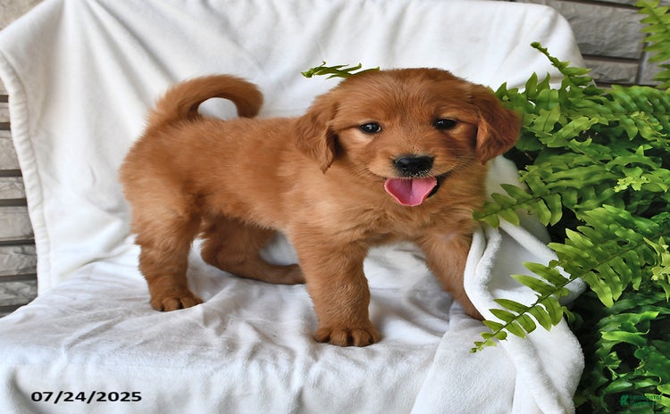Golden Retriever dogs for sale - Ad 4