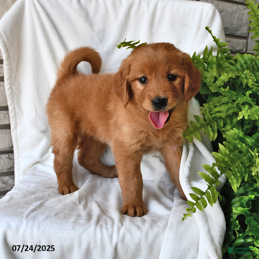Golden Retriever dogs for sale: Sapphire - Image 1