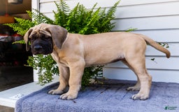 English Mastiff dogs for sale: Hazel - Image 2