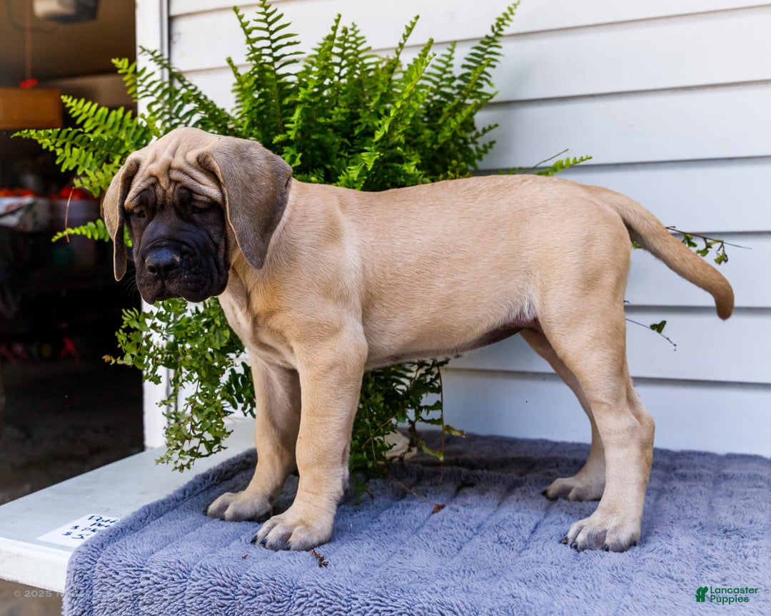 English Mastiff dogs for sale: Hazel - Image 2