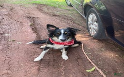 Australian Shepherd dogs for sale: Stubbs Mcgee - Image 7