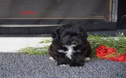Miniature Poodle dogs for sale: Miniature Poodle 4 puppies - Image 2