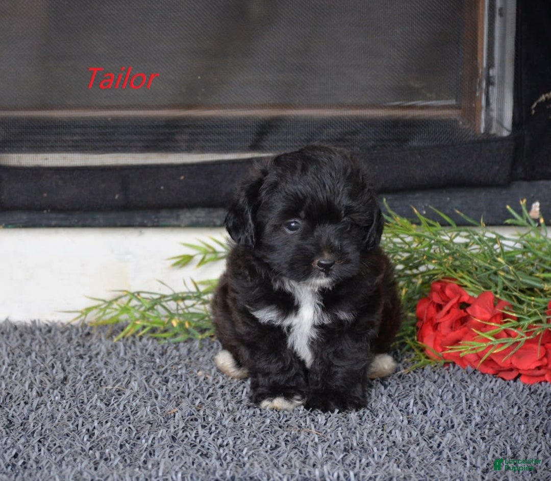 Miniature Poodle dogs for sale: Miniature Poodle 4 puppies - Image 2