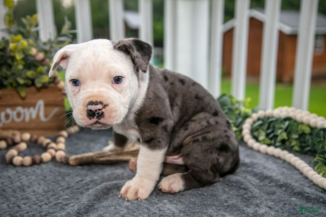 Olde English Bulldogge dogs for sale: Creed - Image 3