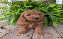 Mini Goldendoodle dogs for sale: Mini -kobe - Image 30