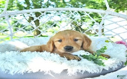 Golden Retriever dogs for sale: Anson - Image 11