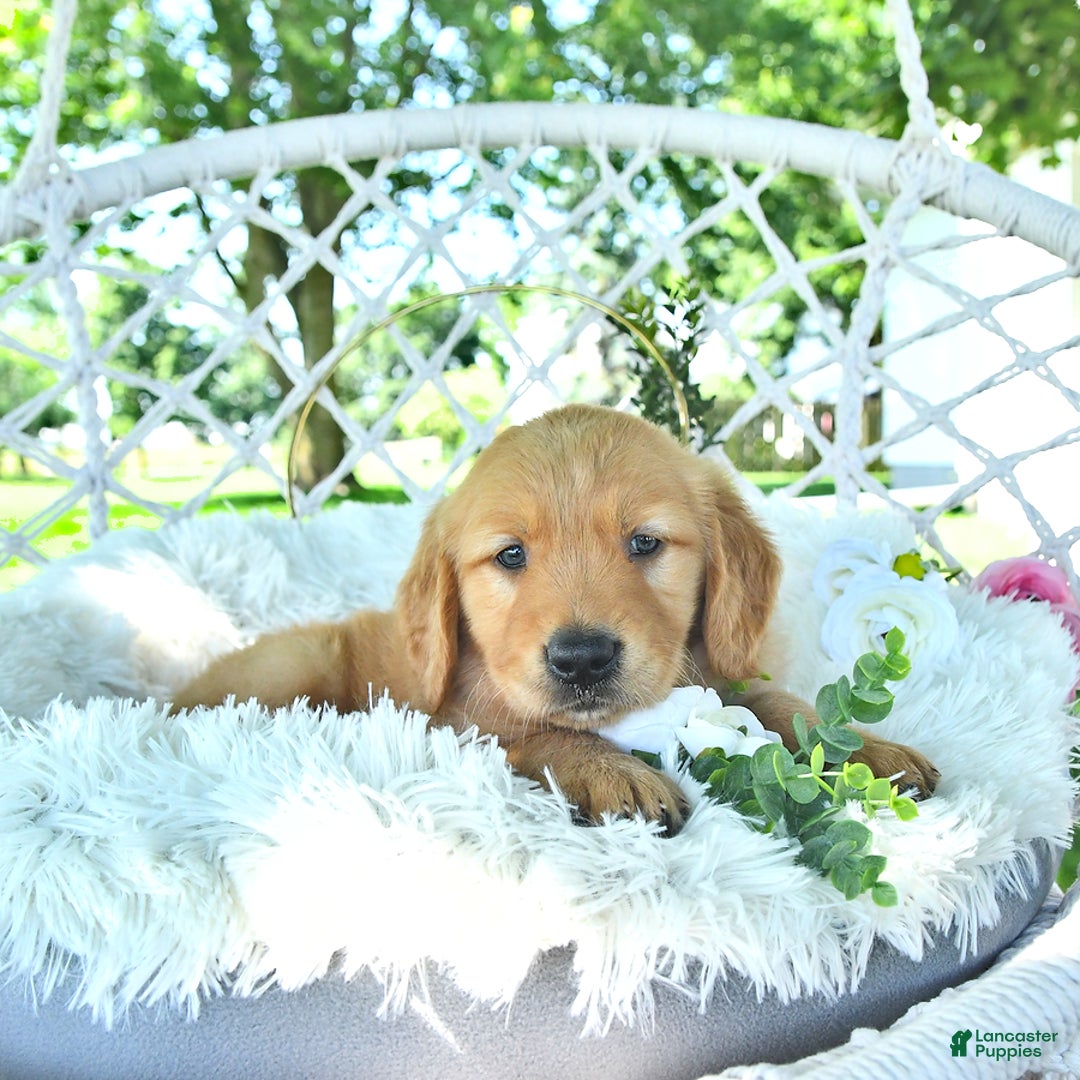 Golden Retriever dogs for sale: Anson - Image 11
