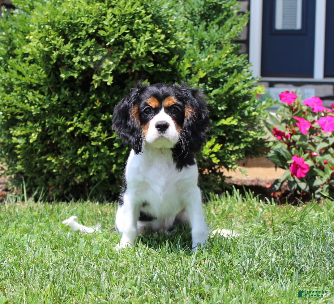 Cavalier King Charles Spaniel dogs for sale: Toby - Image 25