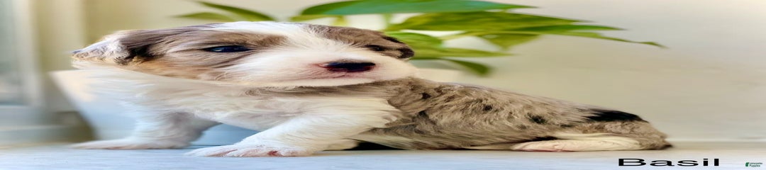 Basil