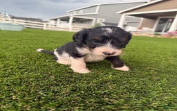Bernedoodle dogs for sale: 6 - Image 3