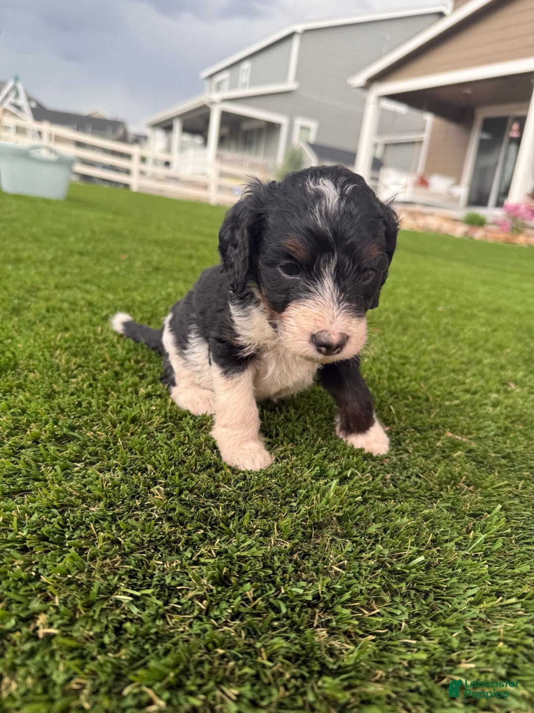 Bernedoodle dogs for sale: 6 - Image 3