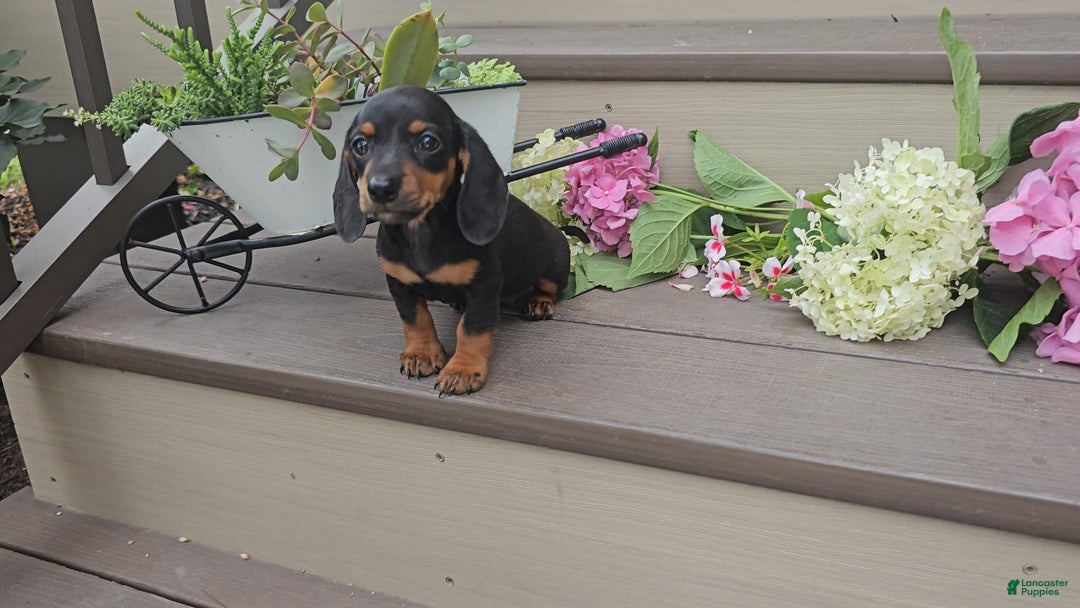 Miniature Dachshund dogs for sale: Faith - Image 2