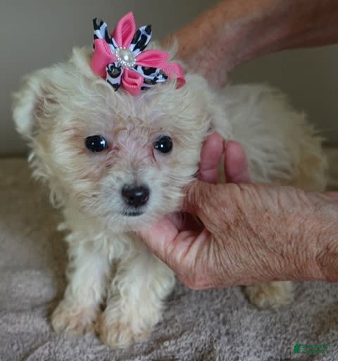 Maltipoo dogs for sale: Amara - Image 18