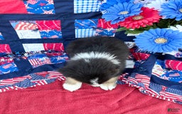 Australian Shepherd dogs for sale: Luke - Image 2