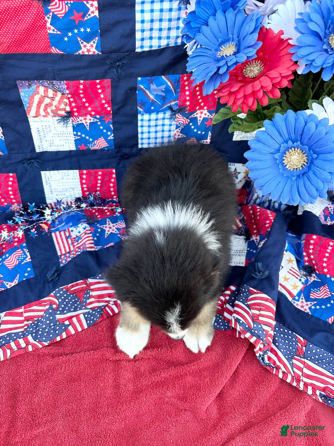 Australian Shepherd dogs for sale: Luke - Image 2