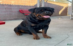 Rottweiler dogs for sale: Tyson - Image 3