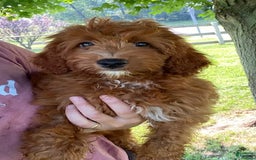 Cavapoo dogs for sale: Pixie - Image 2