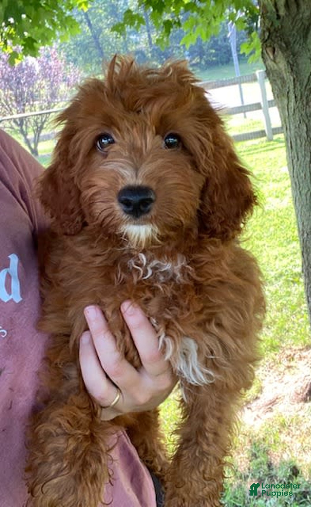 Cavapoo dogs for sale: Pixie - Image 2