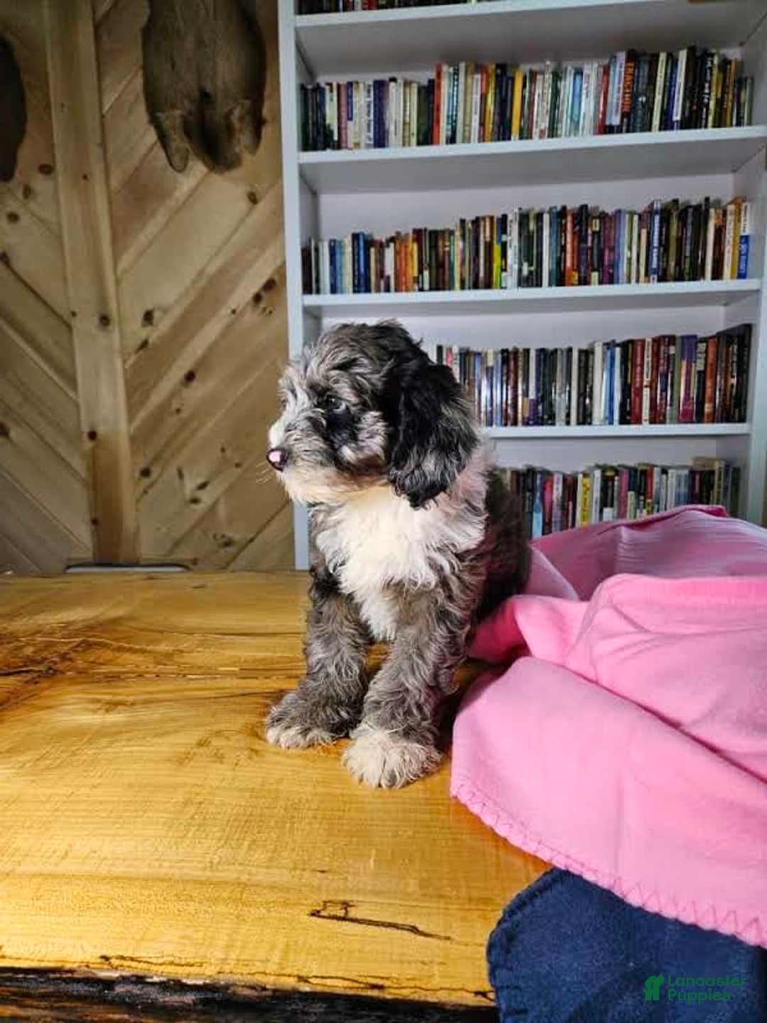 Portuguese Water Dog dogs for sale: Ruby - Image 5