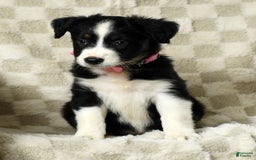 Miniature Australian Shepherd dogs for sale: Ellie - Image 2