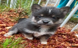 Pomsky dogs for sale: Grumpy - Image 1
