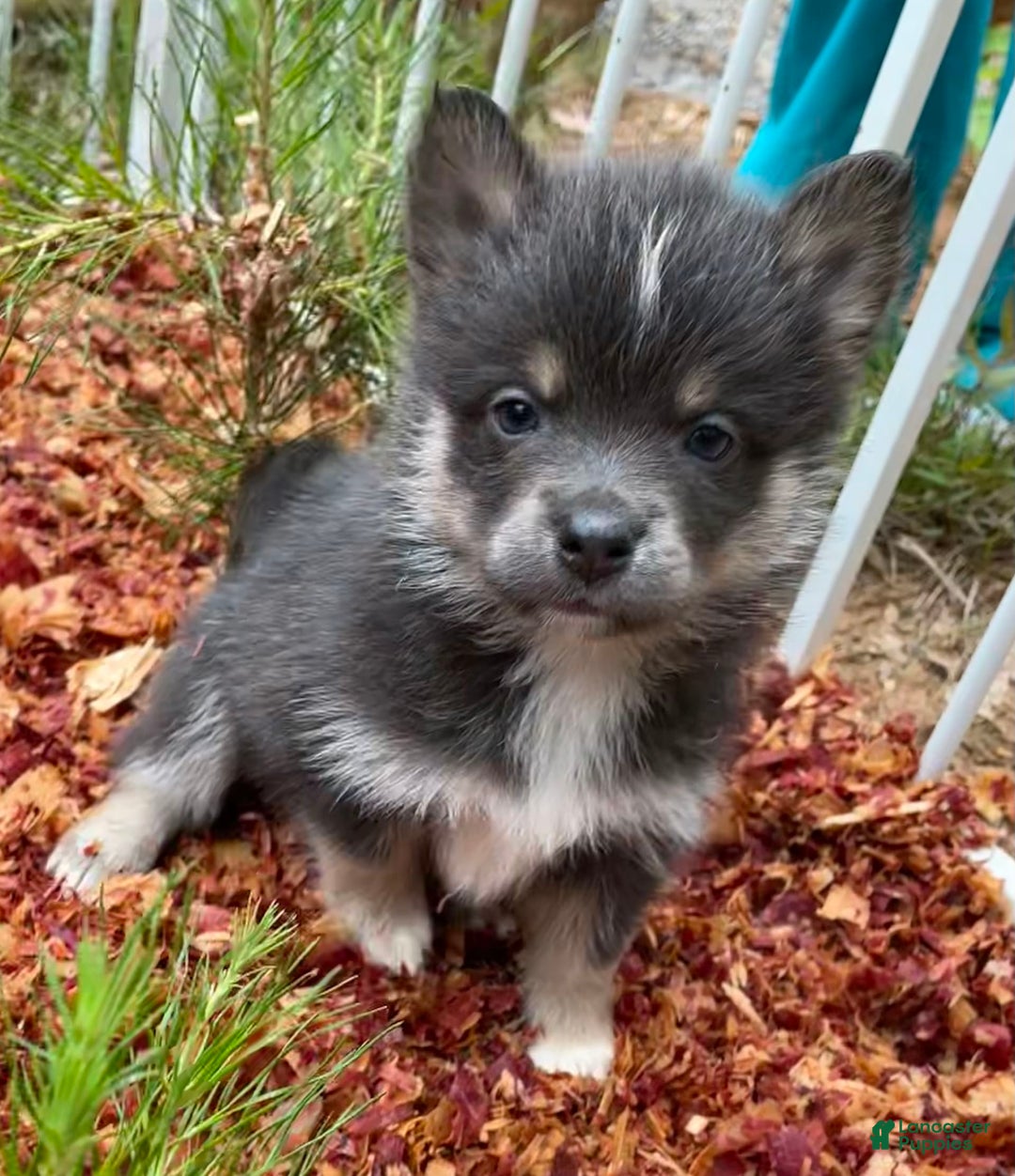 Pomsky dogs for sale: Grumpy - Image 1