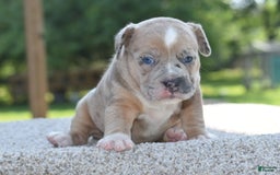 Olde English Bulldogge dogs for sale: Rosie Mini Bulldogge - Image 10