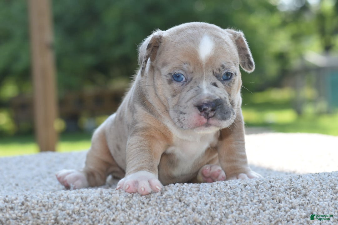 Olde English Bulldogge dogs for sale: Rosie Mini Bulldogge - Image 10