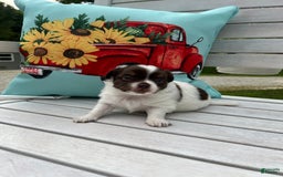 Chihuahua dogs for sale: Tat - Image 9