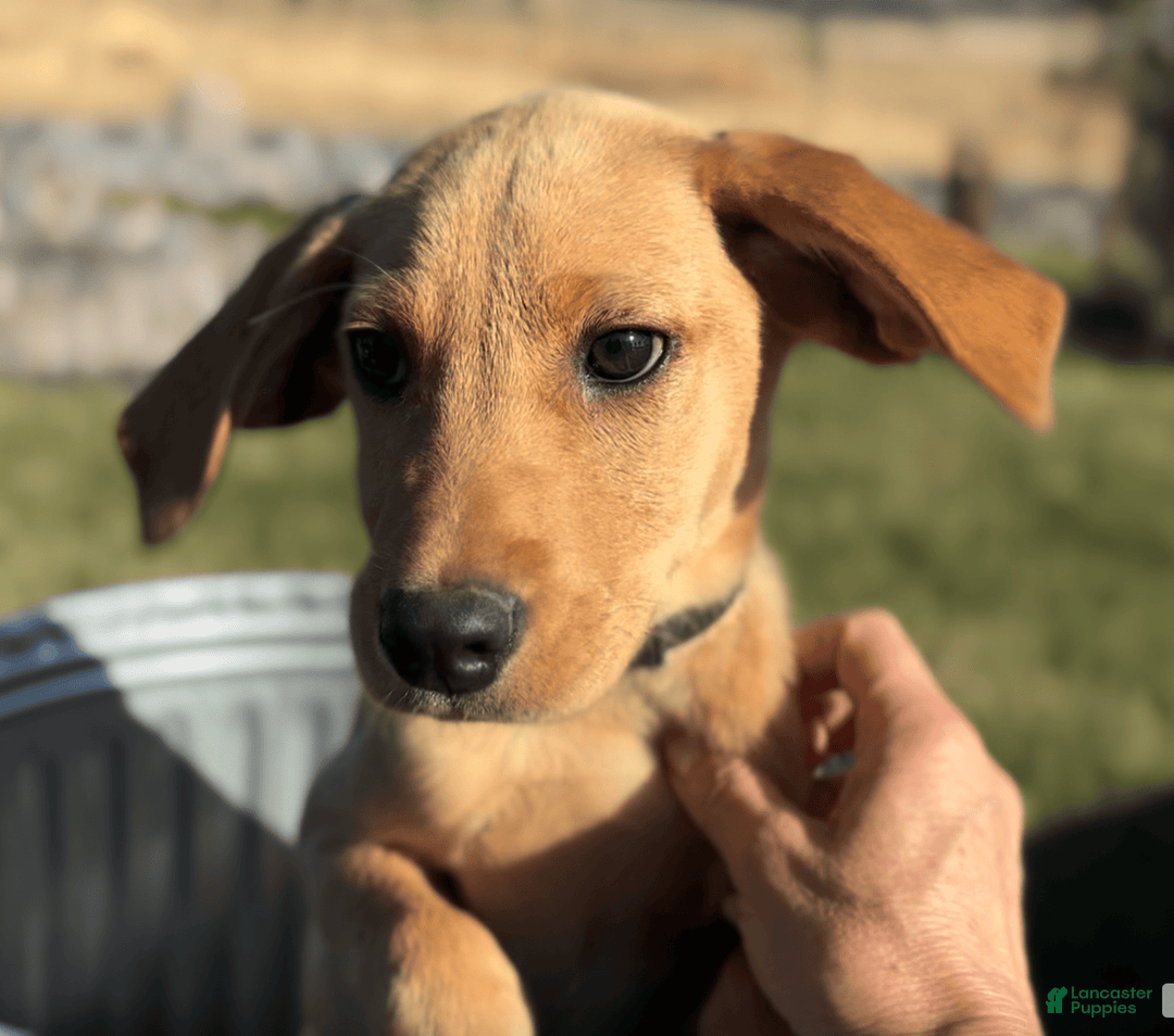 Labrador Retriever dogs for sale: Mufasa - Image 8