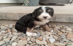 Bernedoodle dogs for sale: Annabelle - Image 10