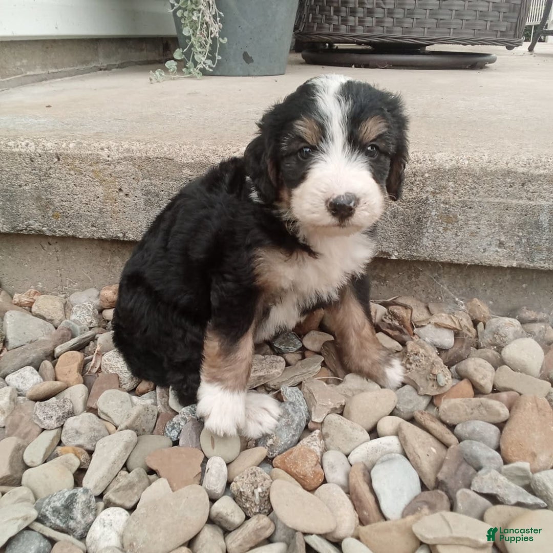 Bernedoodle dogs for sale: Annabelle - Image 10