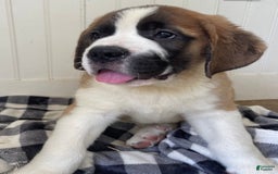 Saint Bernard dogs for sale: Oliver - Image 10