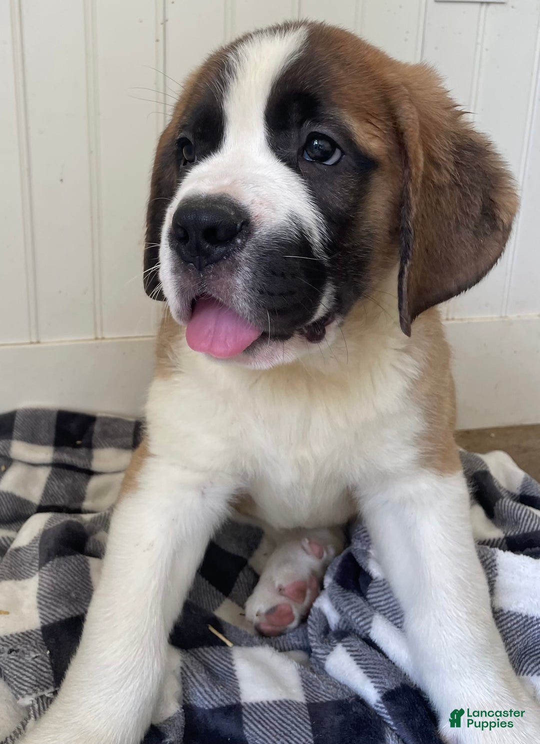 Saint Bernard dogs for sale: Oliver - Image 10
