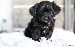 Yorkiepoo dogs for sale: Button - Image 4
