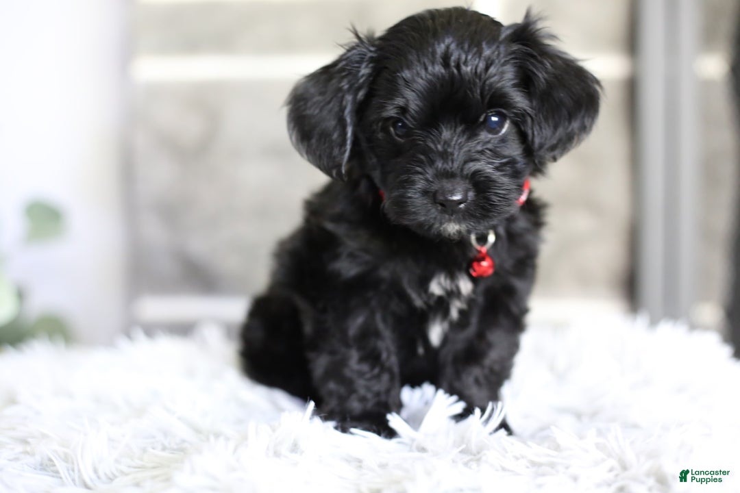 Yorkiepoo dogs for sale: Button - Image 4