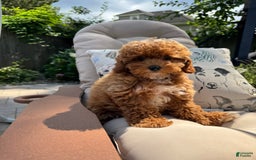 Cavapoo dogs for sale: Cavapoo 2 puppies - Image 5